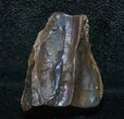 Nice Quality Triceratops Shed Tooth - Montana #8661-1